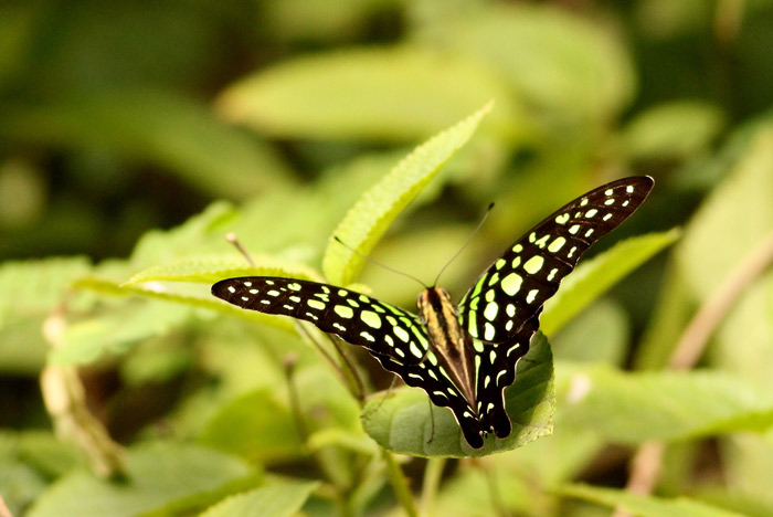 Happier in Green Whitefield!